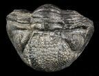 Wide, Partially Enrolled Pedinopariops Trilobite #58445-1